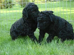 Curly coated retriever