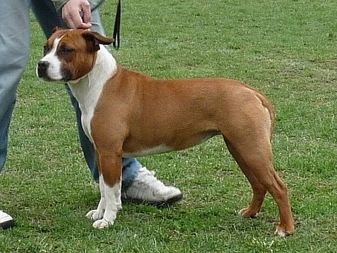 Americký stafordšírský teriér