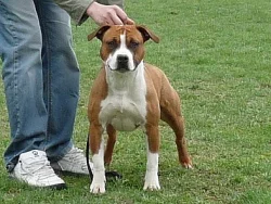 Americký stafordšírský teriér