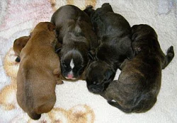 Stafordšírský bullteriér s PP