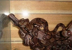 HROZNÝŠ KRÁLOVSKÝ KOSTARIKA (b.c. costarica)