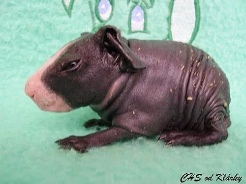 Skinny morčátka