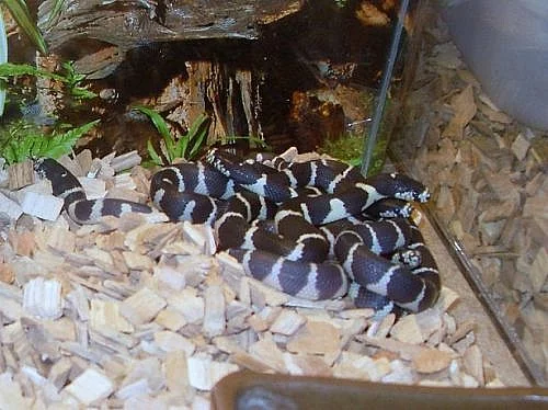 mláďata korálovky kalifornské