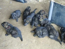 Německý ovčák čistokrevná štěňata bez PP