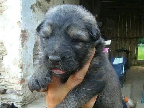 Německý ovčák čistokrevná štěňata bez PP