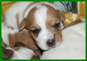 Jack Russell Terrier s PP