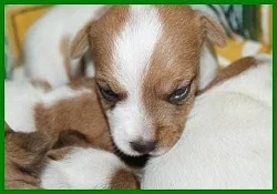 Jack Russell Terrier s PP