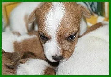 Jack Russell Terrier s PP