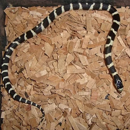 KORÁLOVKA kalifornská - lampropeltis g.californiae