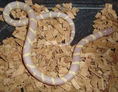KORÁLOVKA kalifornská - lampropeltis g.californiae