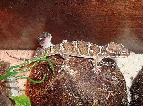 gekon HEMIDACTYLUS TRIEDRUS