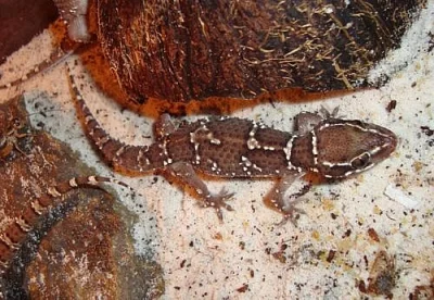 gekon HEMIDACTYLUS TRIEDRUS