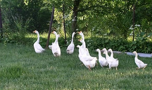 Husy labutí bílé