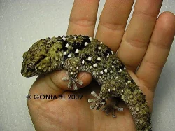 Terarijní zvířata