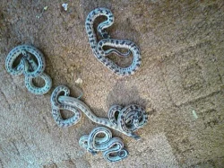 Lampropeltis g.c.
