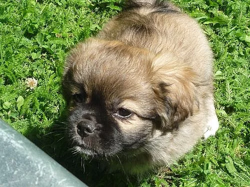 Chovatelská stanice tibetských španělů Gracia - In