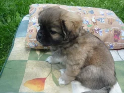 Chovatelská stanice tibetských španělů Gracia - In