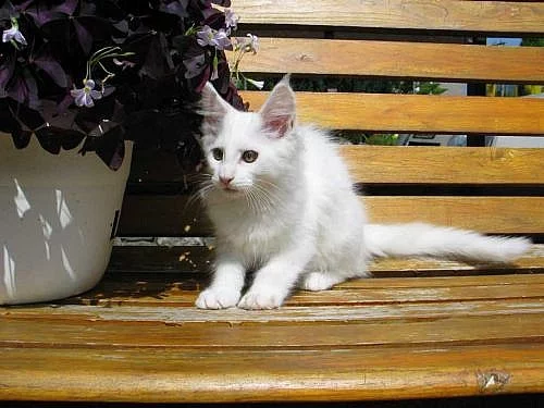 Mainská mývalí kočička - koťátko s PP