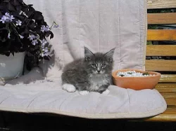 Mainská mývalí kočička - koťátko s PP