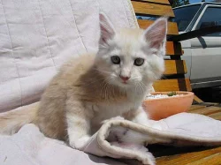 Mainská mývalí kočička - koťátko s PP