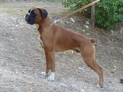 Německý boxer, zlatá štěňata boxera
