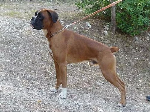 Německý boxer, zlatá štěňata boxera