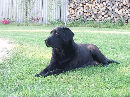 Štěňata Labradora