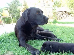 Štěňata Labradora