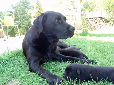 Štěňata Labradora