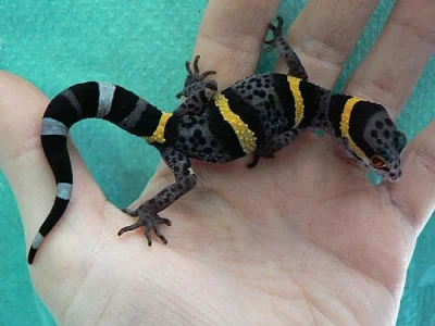 Chameleony jemenské - 