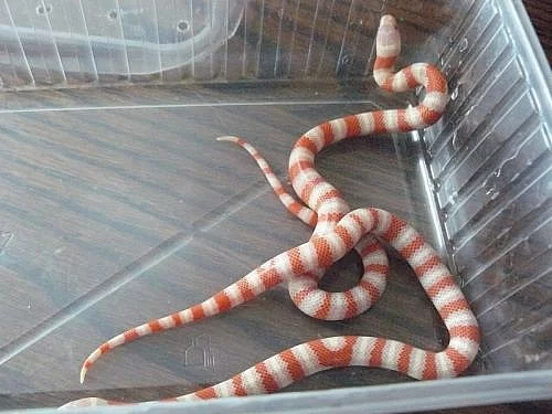 Prodám L.ruthveni albino