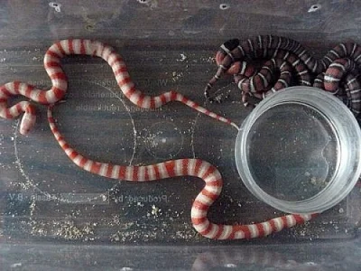 Prodám L.ruthveni albino