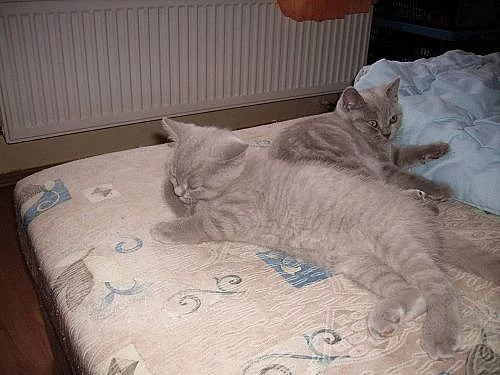 Britská koťátka s PP