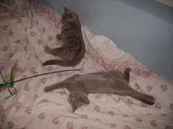 Britská koťátka s PP