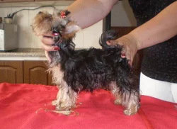 jorkšírský terier s pp