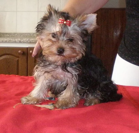 jorkšírský terier s pp