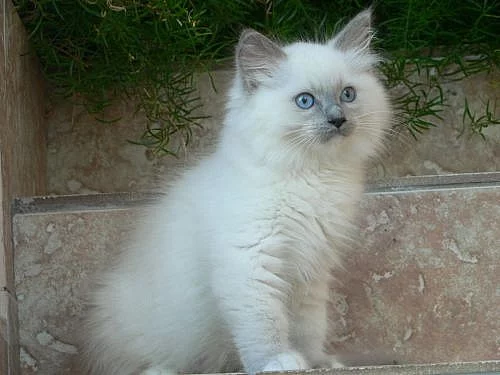 Ragdoll s PP