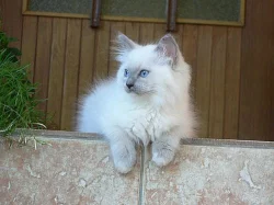 Ragdoll s PP