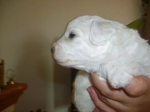 štěňátka - Bichon a poil Frisé ( Bišonek)