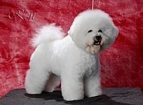 štěňátka - Bichon a poil Frisé ( Bišonek)