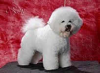 štěňátka - Bichon a poil Frisé ( Bišonek)