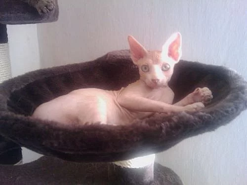 Kanadský Sphynx kočička s PP