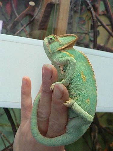 Chameleon jemenský -