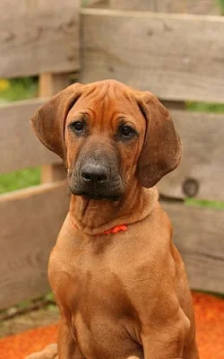 Rhodéský ridgeback-štěňata