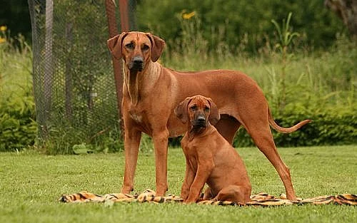 Rhodéský ridgeback-štěňata