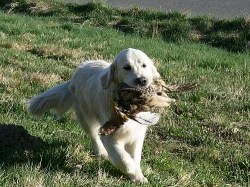 Zlatý retriever - štěňátka s PP