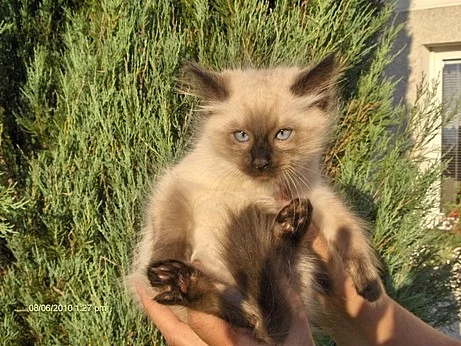 Prodám modrooké koťátko Ragdoll