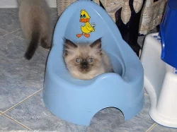 Prodám modrooké koťátko Ragdoll