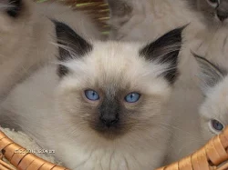 Prodám modrooké koťátko Ragdoll