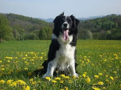BORDER KOLIE